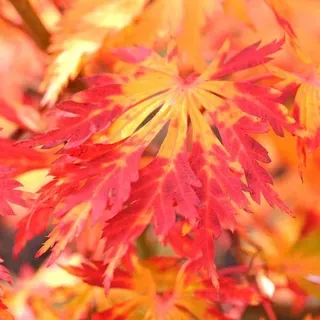thumbnail for publication: Acer japonicum 'Acontifolium': 'Acontifolium' Fullmoon Maple